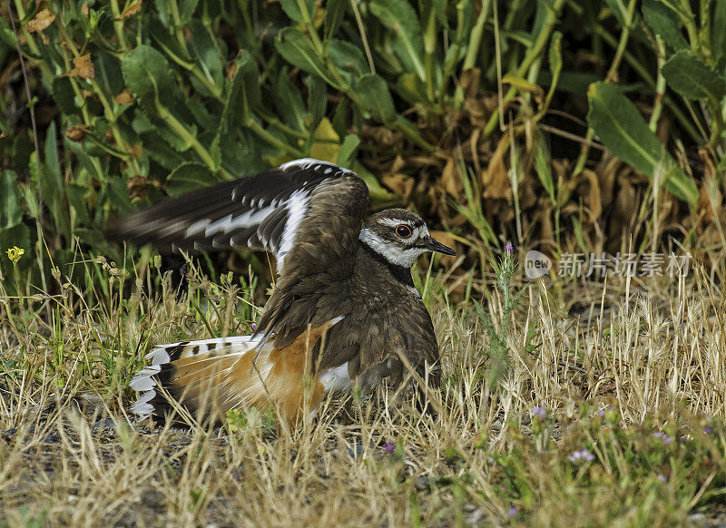 Killdeer (Charadrius vociferus)是一种中型的鸻。成虫有棕色的背部和翅膀，白色的腹部，白色的胸部有两条黑色的带子。假装翅膀断了，好让我们远离巢穴。